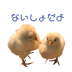Animal sticker.Chick version.