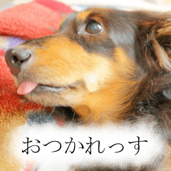 Dog Rush kun your feeling Photo Sticker