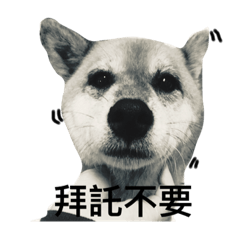 莎莎の日常