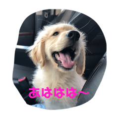 Kinako_20181028204851