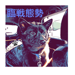 JAPANESE KAI DOG