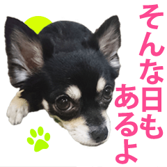 useful chihuahua Sticker no.3