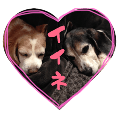 Sticker of beagle rui and umeco