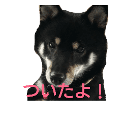 黒芝2 Line スタンプ Line Store 黒芝2 Line スタンプ Line Store