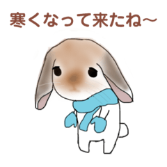 A cute rabbit pon