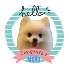 Pomeranian_MERU_No.002