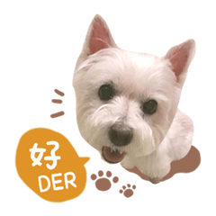 傻呼吉莉與傲嬌阿咪