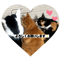 suzu_20181029201058