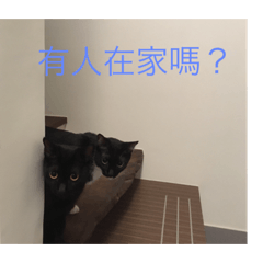 街貓 水晶餃