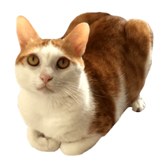 ㄟ呀