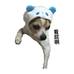 吉娃娃Jimmy