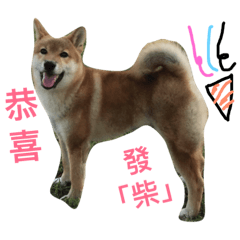 柴犬 Sunny shiba