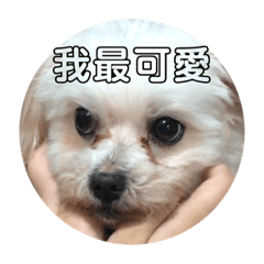 圓圓表情圖