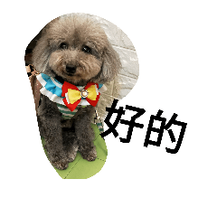 petgroomer