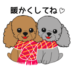 redtoypoodle and greytoypoodle