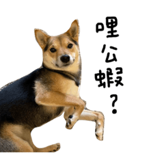 Miro the nacho doggo