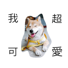 shiba Chacha and Weiwei