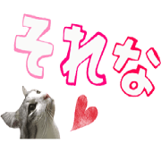 cat of cure2
