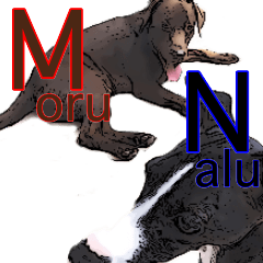 Choco Lab Moru & Italian greyhound Nalu