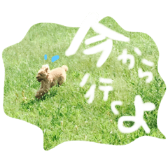 Toy Poodle,named Cocoa.