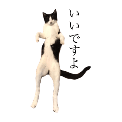japanese cat, Norio