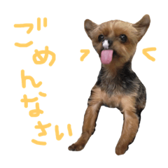 simba k