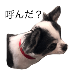 yuzu chihuahua