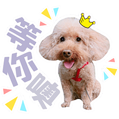 Toy Poodle -Point Point