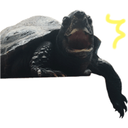 Turtle and cat Sticker