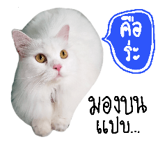 Shiro cat fat white Persian