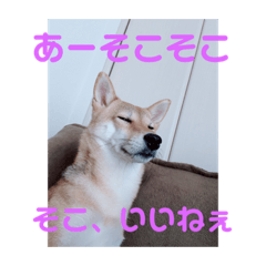 kinako_20181101180240