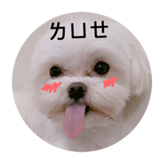 Yihsuan_dog