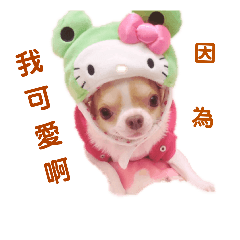 吉娃娃小香瓜