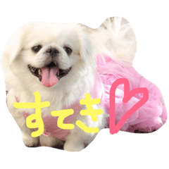 Pekinese4sibling