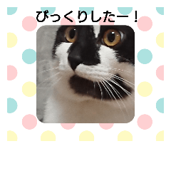 cocoa_20181102181847