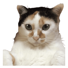 三毛猫の親子 Line スタンプ Line Store 三毛猫の親子 Line スタンプ Line Store