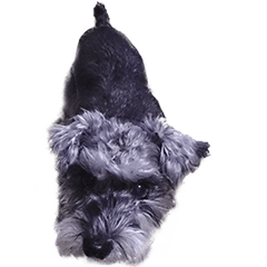 Miniature Schnauzer Berg