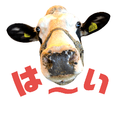 Everyday lovely cows from hokkaido