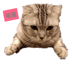 胖虎叫小賀