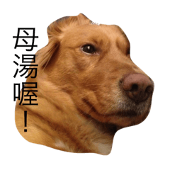 喵喵櫻桃與yoyo姐姐