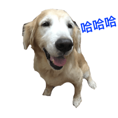 軟Q先生