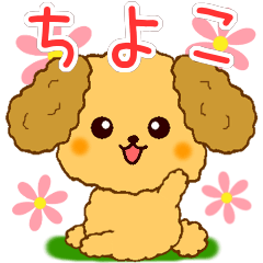Only for Toy Poodle everyday Chiyoko