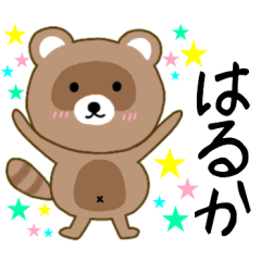 Raccoon Haruka