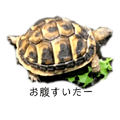 turtle YAKO