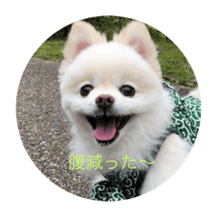 sakai.go11