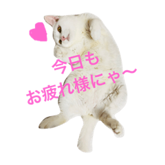 うちのアルたん