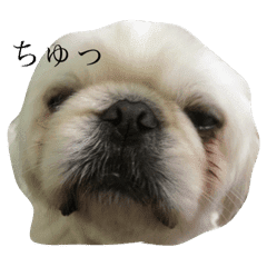 白いもふもふペキニーズスタンプ Line スタンプ Line Store 白いもふもふペキニーズスタンプ Line スタンプ Line Store