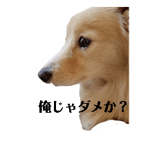 Go Go ポメックス Line スタンプ Line Store Go Go ポメックス Line スタンプ Line Store