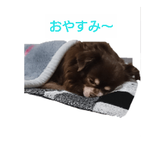 dog_20181103220613
