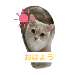 minami_20181104020928